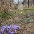 La începutul lunii mai (florar) am primit un telefon: Dom’ pãrince, sunt eu, Floarea, nu mã mai ştiţi, vã sun de aici, de la Mãnãstire, din Baia de Aramã… Mi-am...