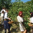 Anunţ public privind solicitarea acordului de mediu VIJULIE V. CORINA LAVINIA Î.I. anunţă publicul interesat asupra depunerii solicitării de emitere  a acordului de mediu pentru proiectul „Construire agropensiune”, propus a...