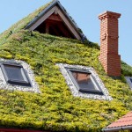 Acoperis verde Bradesti-Odu green roof