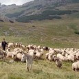Organizează licitaţie pentru închirierea păşunilor (izlazurilor) rămase neînchiriate aflate în domeniul public al comunei Ponoarele identificate după cum urmează: - Păşunea Ocne – în suprafaţă de 20,06 ha; - Păşunea...