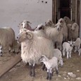 Sucã şi alocaţia, nea Apollodor de Mehedinţi şi Şcoala pentru oi di la Ghelmegioaia Mã fraţilor, mã mehedinţenii mei cetitori de Obiectiv, îl vãzui zilele trecute pe nea Morţun, mai zglobiu decât înainte, pesemne îi cam prieşte lãsarea la vatrã. Are timp sã...