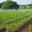 I N FO R M A R E Aceastã informare este efectuatã de către SC AGRIDEA AGRICULTURE SRL cu sediul în municipiul Drobeta Turnu Severin, str. Cireşoaia, nr. 14, judeţul Mehedinţi, ce intenţioneazã sã solicite la “A.N....