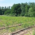 Anunţ public privind depunerea solicitării de emitere a acordului de mediu – SC ROUTE CENTER CONSTRUCT SRL anunţă publicul interesat asupra depunerii solicitării de emitere a acordului de mediu pentru proiectul “Împadurirea suprafeţei de 1,5750 ha teren arabil în extravilanul Comunei...