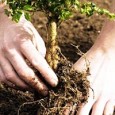Anunţ public privind decizia etapei de încadrare SC ROUTE CENTER CONSTRUCT SRL anunţă publicul interesat asupra luării deciziei etapei de încadrare în cadrul procedurii de evaluare a impactului asupra mediului, pentru proiectul “Împădurirea suprafeţei de...