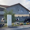 Sucã şi fârşitu alegerilor locale, bãtãlia de la Isverna şi bãtrânica milionarã din Mehedinţi Mã fraţilor, sã liniştirã apele, trecurã şi alegerile astea, al lu Zbanghiu încã numãrã voturile pin oraş, zice cã doar-doar o ajunge nea Gherghe la struguri, da omu e...