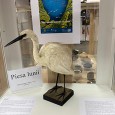             Egreta micã este o specie caracteristicã zonelor umede întinse. Este zveltã şi elegantã, cu o lungime a corpului de 55-65 cm şi o greutate de 350-550 g. Anvergura aripilor...