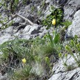                De ceva vreme, pe stâncile din apropierea peşterii Veterani a început sã înfloreascã Tulipa hungarica, cunoscutã mai ales ca LALEAUA DE CAZANE, prilej pentru cei care zãbovesc în Clisura...