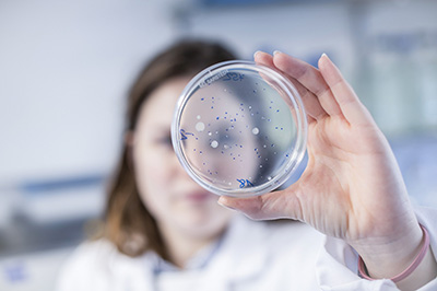 Gastro Star Gastro Star